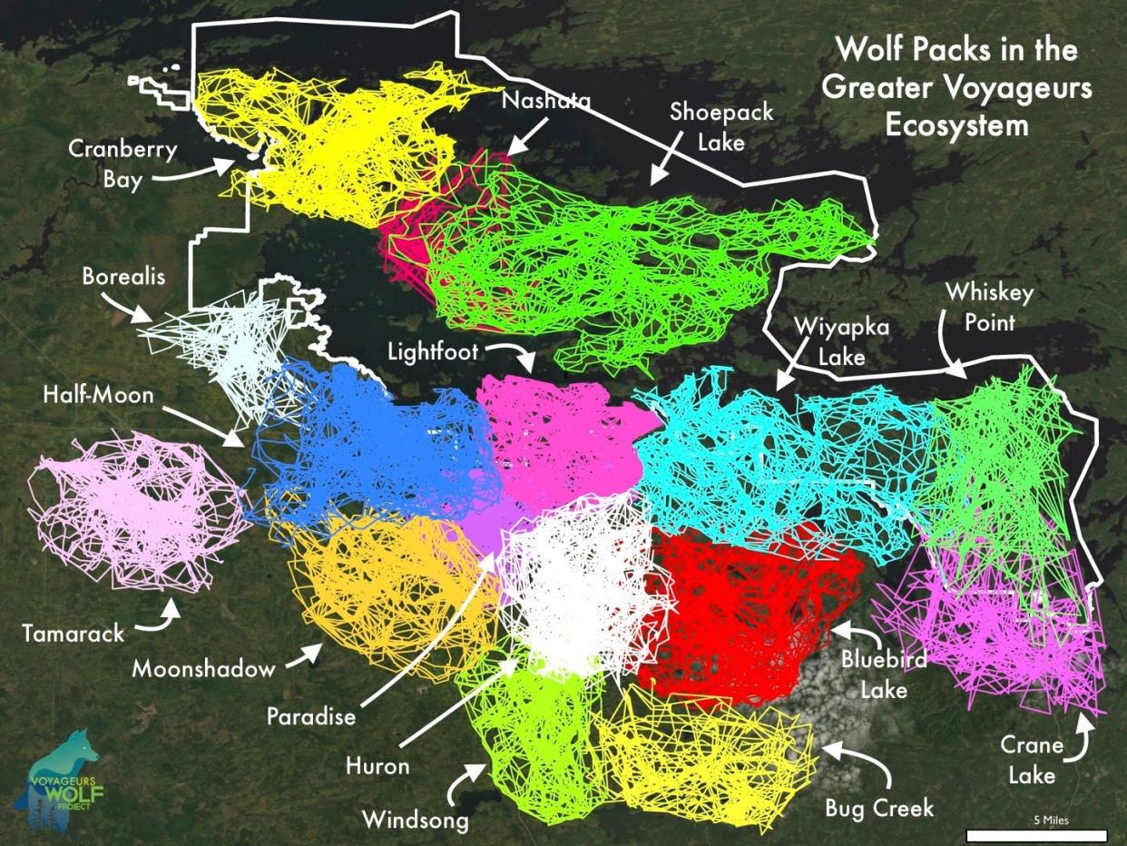 A map shows the territories of 16 wolf packs in the northern Minnesota study area of the Voyageurs Wolf Project. Wolves mostly stay in their home ranges, a behavior that helps avoid conflicts with other wolves and limits their population.