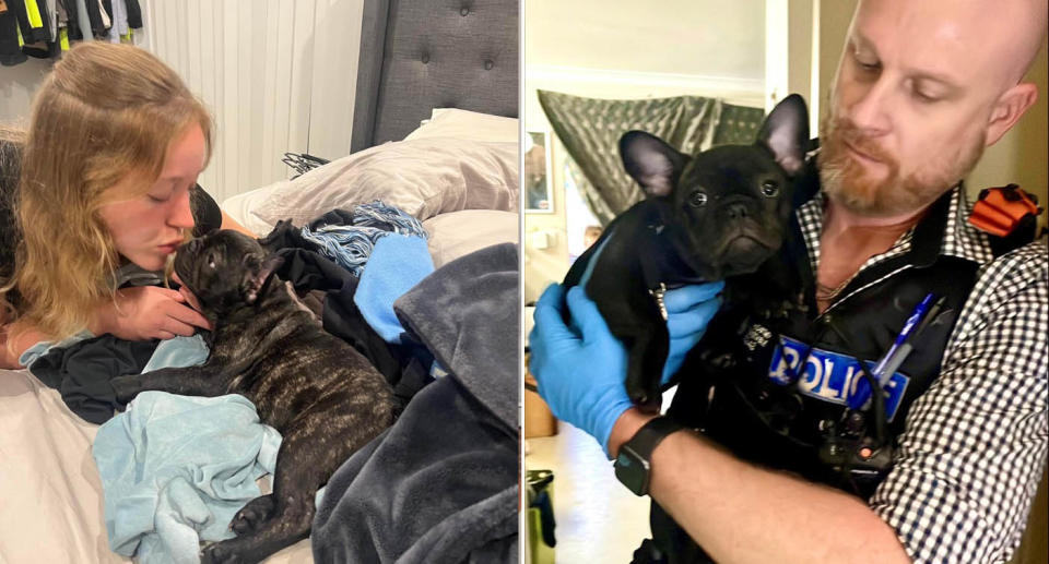 Black french bulldog returned to Perth couple by WA police. 