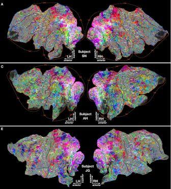 Semantic Map. Image: Gallant lab, UC Berkeley