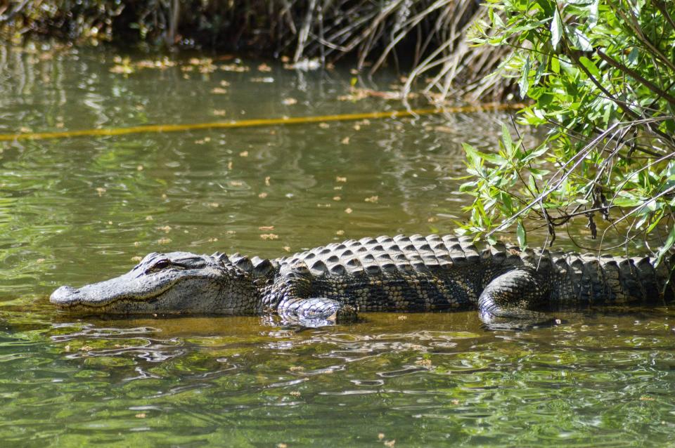 Sandbar lecture: Coexisting with alligators will be held May 30 at the Museum of Coastal Carolina.