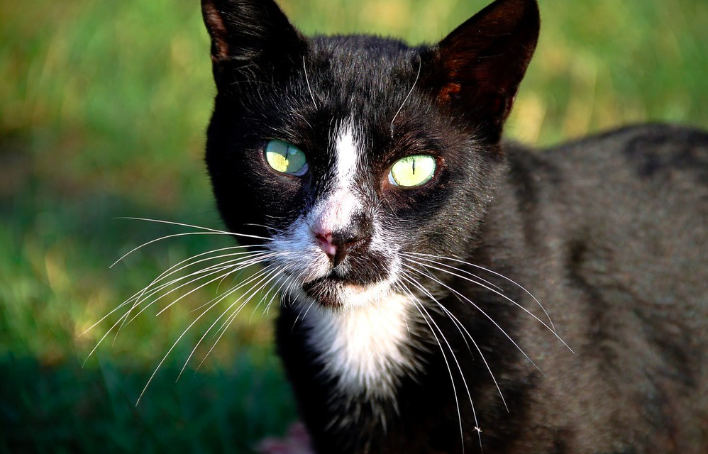 <em>The Croydon Cat Killer has killed and mutilated hundreds of cats over several years (Picryl/stock photo)</em>