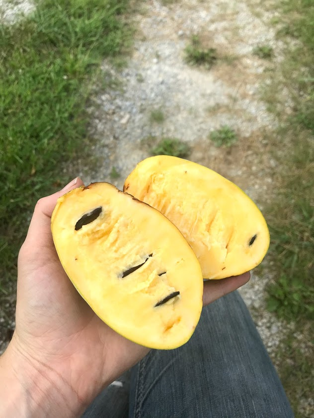 Pawpaw fruit has a custard-like texture and a flavor similar to mango and papaya.