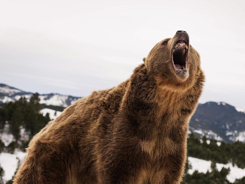 Fussell hunts bears in the woods of Montana (Rex)