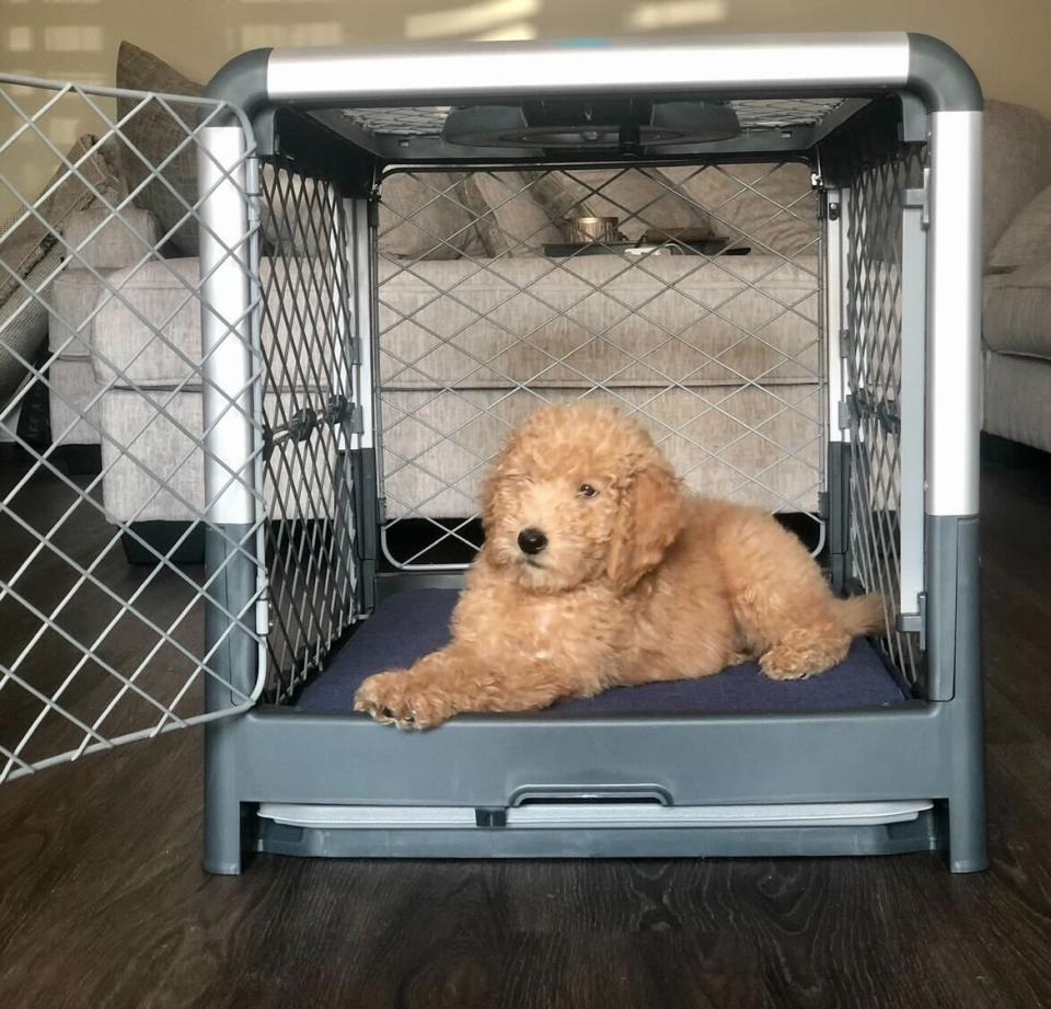 diggs revol collapsible dog crate review