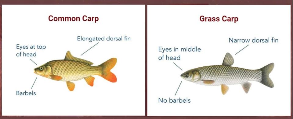 A diagram comparing the common carp with the grass carp - one of four invasive "Asian carp" species.