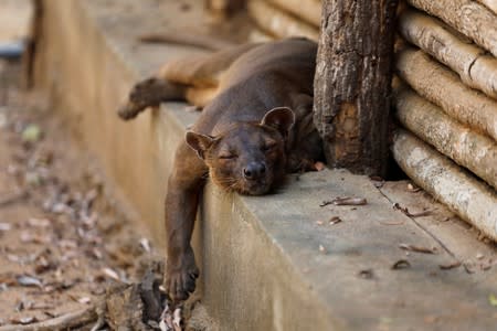 A fossa rests near a cabin in the Kirindy forest reserve near the city of Morondava