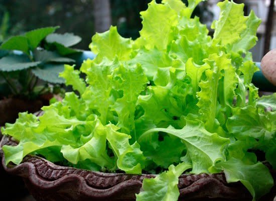 Oak leaf lettuce comes in both red and green varieties. It grows as individual lobed leaves with soft and ruffly leaves. The taste is sweet and mild, comparable to Boston lettuce.    Photo from <a href="http://www.flickr.com/photos/ashasusan/4323794805/" target="_hplink">asha susan, Flickr</a>.