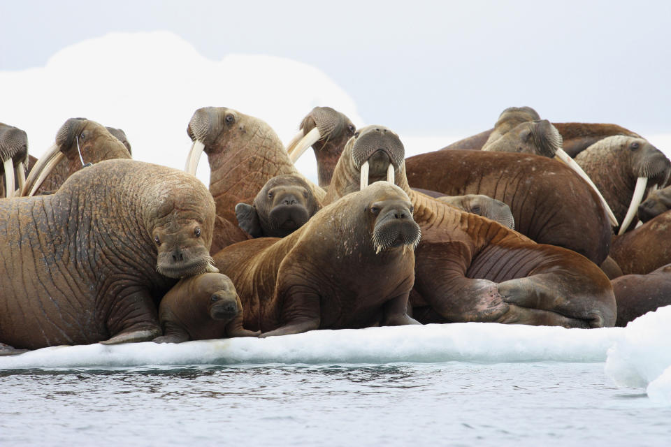 FILE - In this July 17, 2012, file photo, adult female walruses rest on an ice flow with young walruses in the Eastern Chukchi Sea, Alaska. The U.S. Fish and Wildlife Service is monitoring Pacific walruses resting on Alaska's northwest coast. Walruses over the last decade have come to shore on the Alaska and Russia side of the Chukchi Sea as sea ice diminishes because of global warming. (S.A. Sonsthagen/U.S. Geological Survey via AP, File)