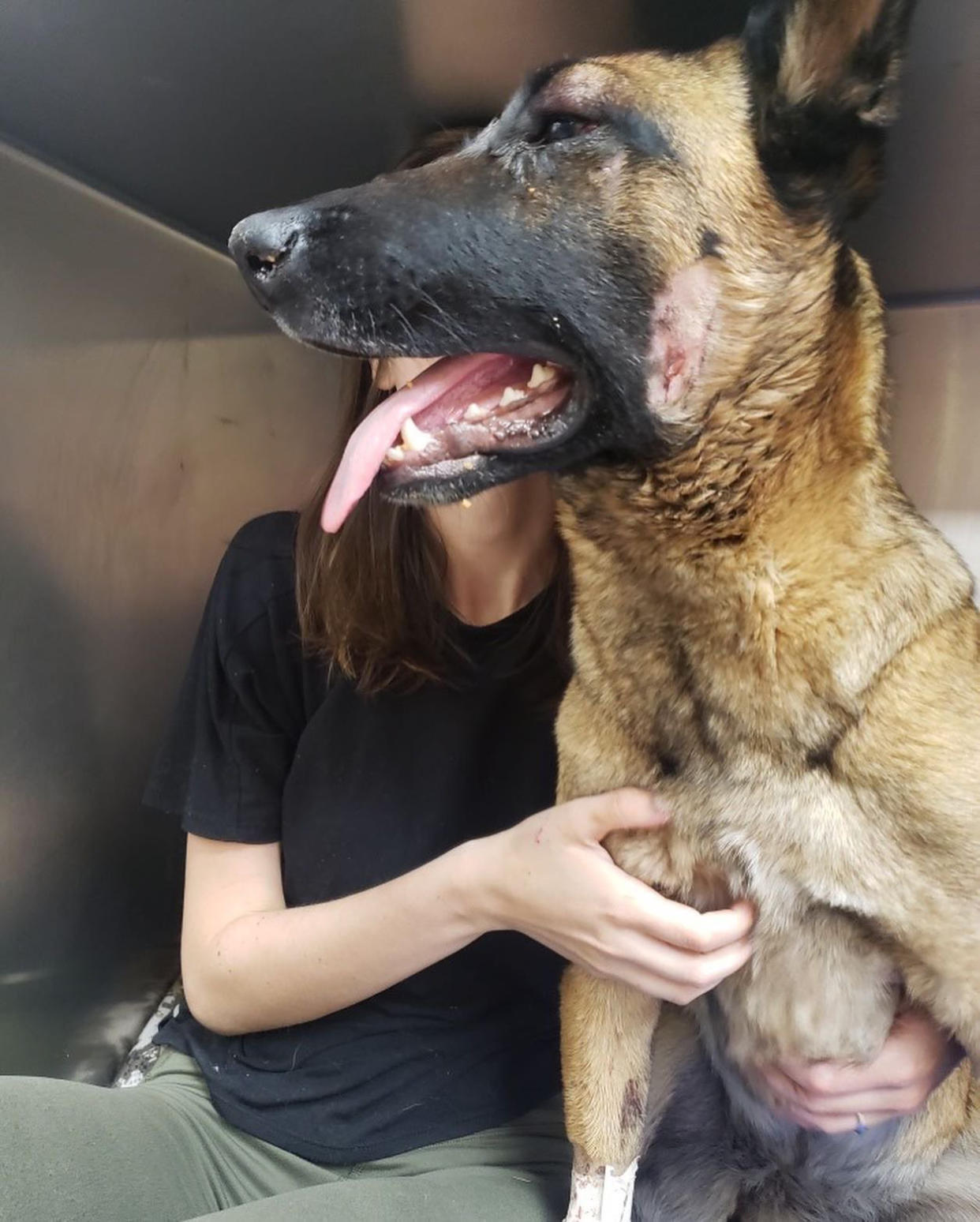 Eva is a 2½-year-old Belgian Malinois and is recovering after her scuffle with a mountain lion. (Dog_rates/Instagram)