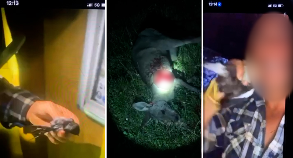 Left: close-up of a hand holding a small bird. Centre: a dying bloodied kangaroo on the ground. Right: a blurry image of a man biting off a bird's head.