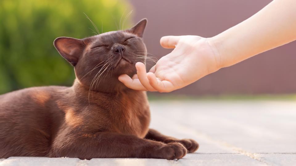 Burmese cat