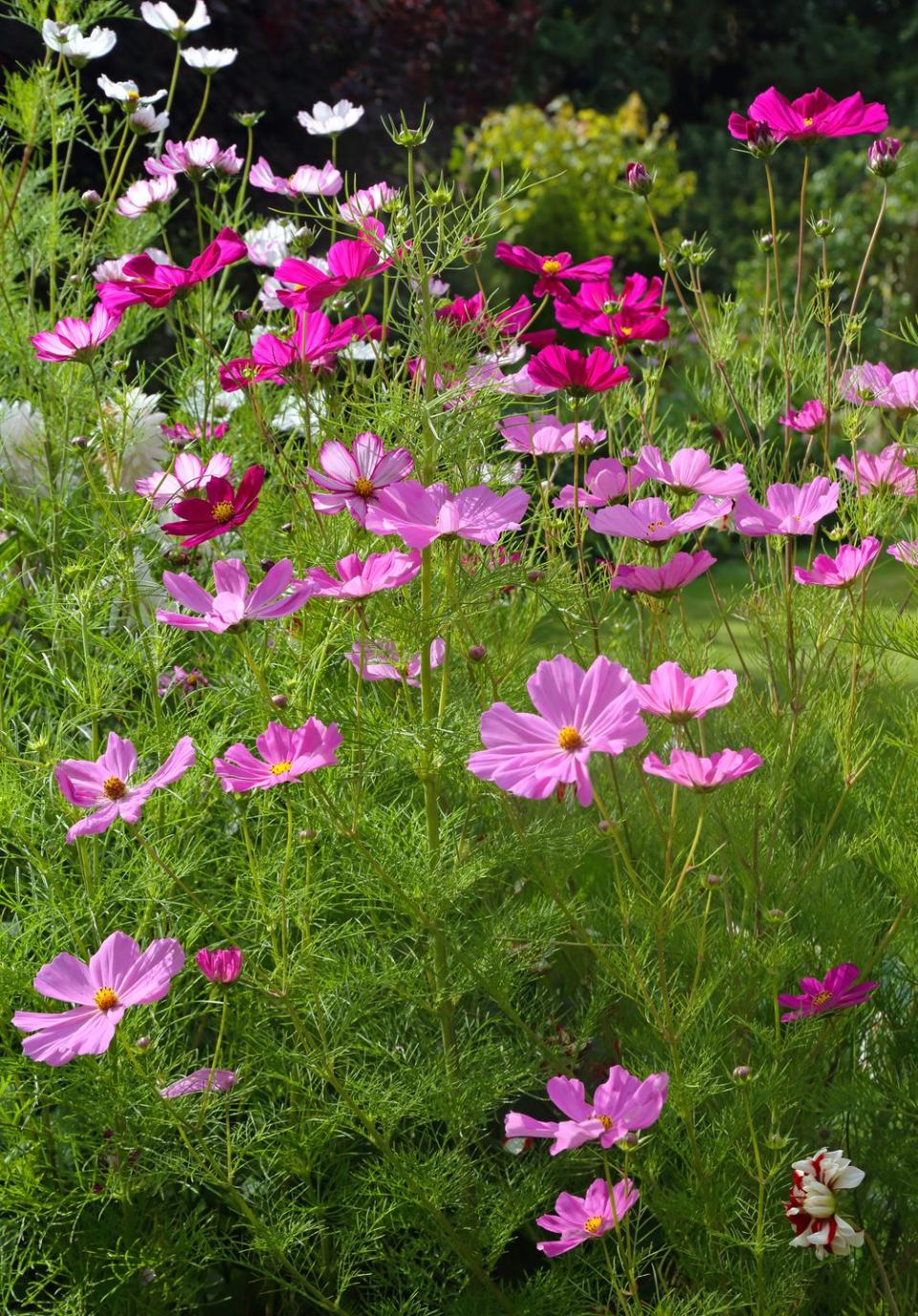 annual flowers cosmos