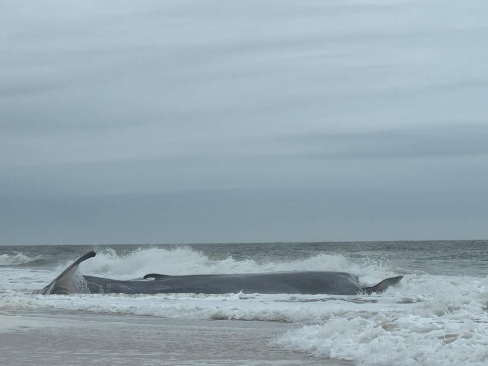 A fin whale, the second largest whale species after the blue whale, struggles in the water north side of the Indian River Inlet in Delaware Seashore State Park on Sunday, May 5, 2024.