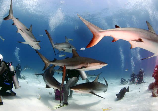 The diver hypnotised the sharks by rubbing their noses. Source: Caters