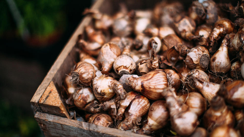 Daffodil bulbs being stored in a wooden crate