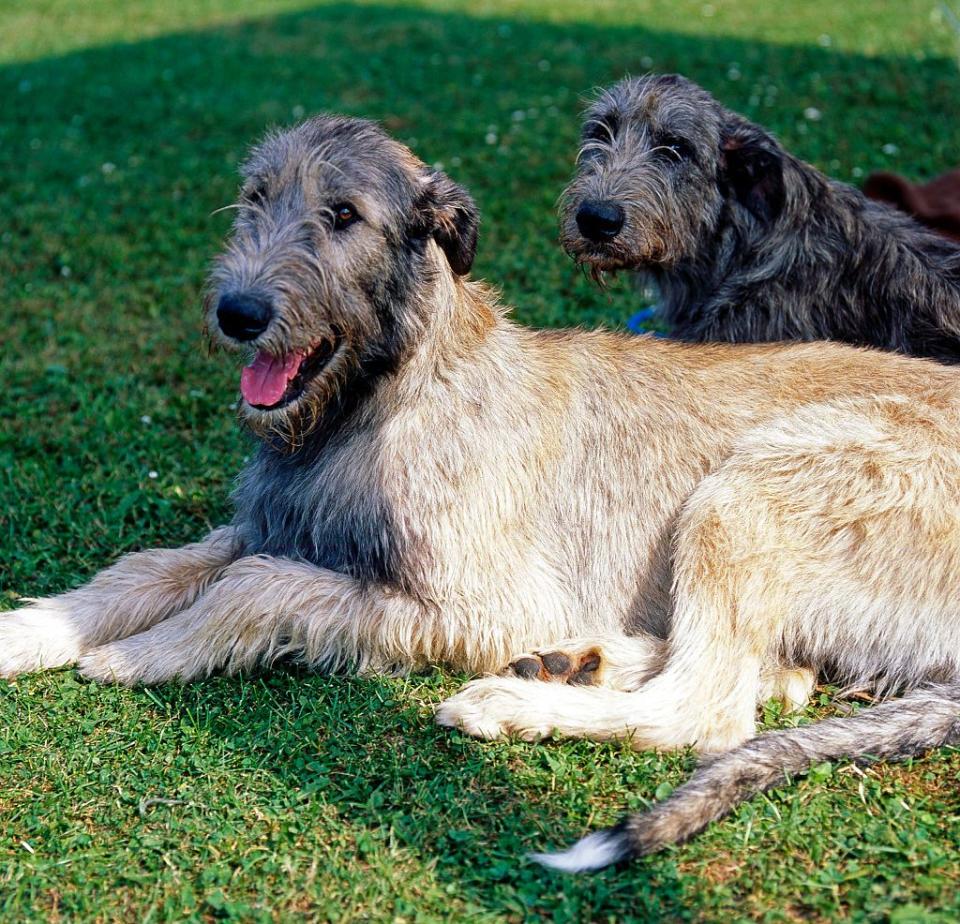 tallest dog breed two irish wolfhounds sitting on the grass