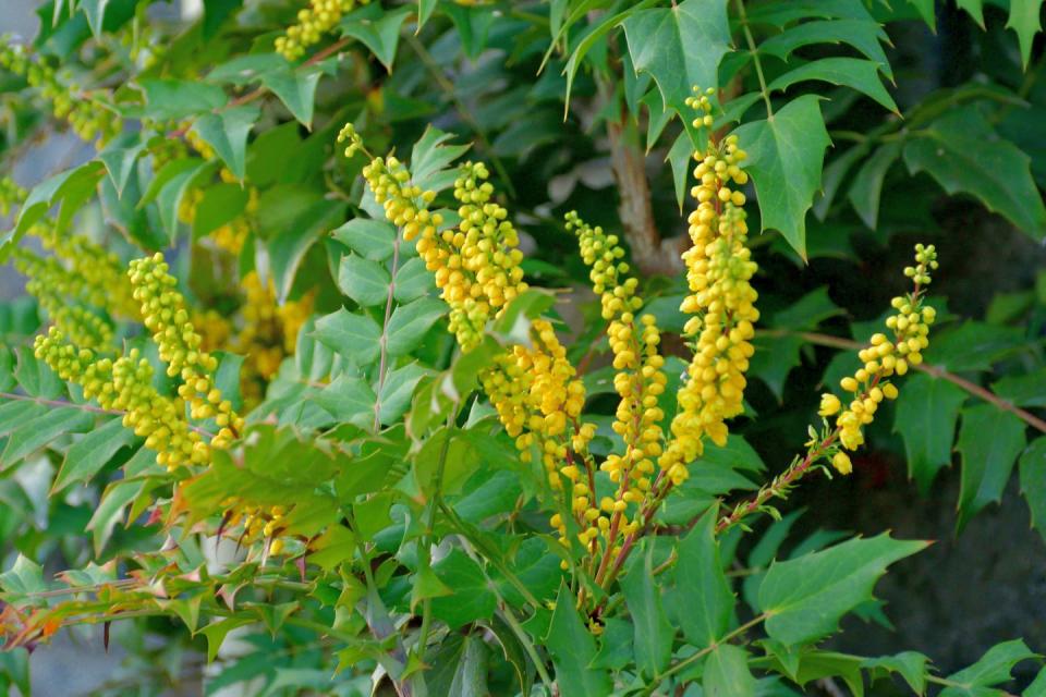 a close up of mahonia bealei