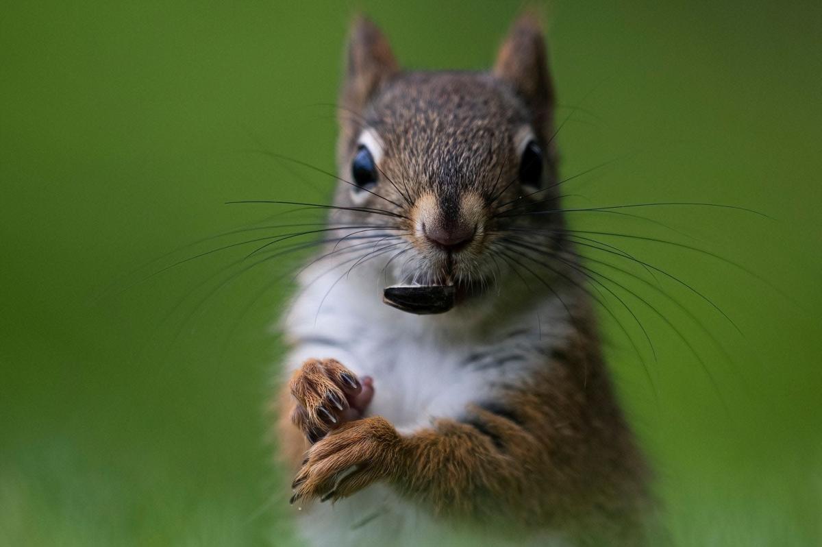 asiatisk Jeg klager Isse Nature News: What exactly do squirrels eat? And what's up with those teeth?