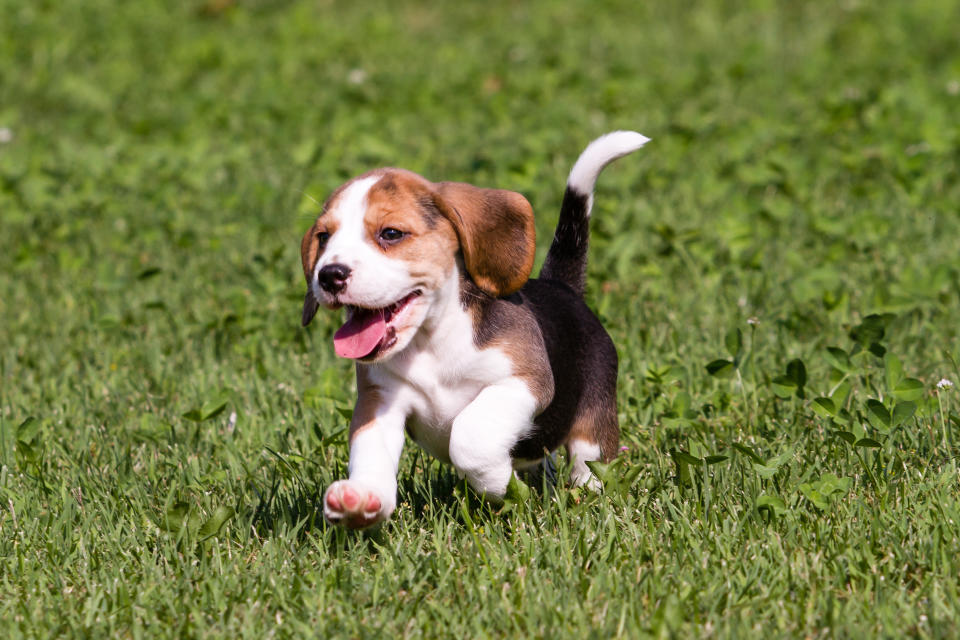 Beagle, es un perro inteligente, sensible y muy dócil. Foto: Getty Images