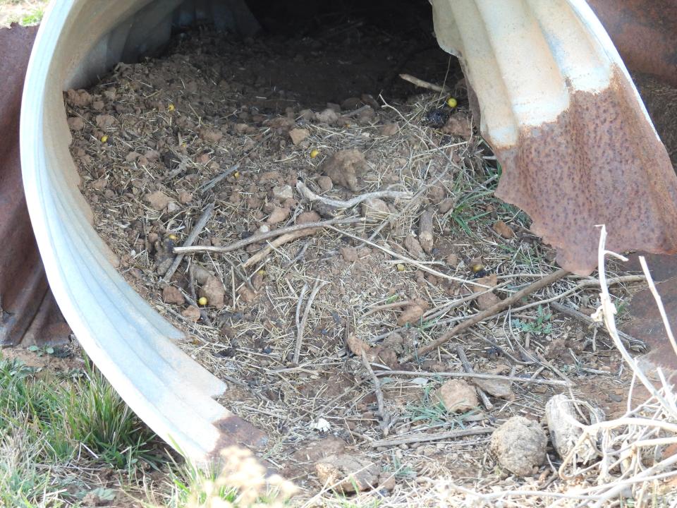 A woodrat nest seen in Iowa Park inside an old metal culvert. There are piled up sticks, cow manure, along with some silverleaf nightshade berries and other remnants of forage.