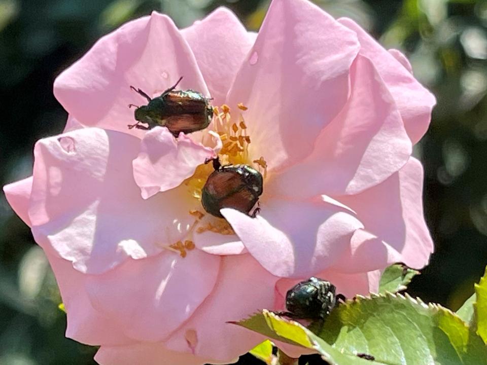 Japanese beetles begin to feed on a rose, one of the garden pests' favorite plants to damage or devour.