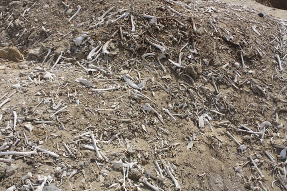 The landscape at Abusir el-Malek, south of Cairo, is littered with ancient human bones from looted burials.