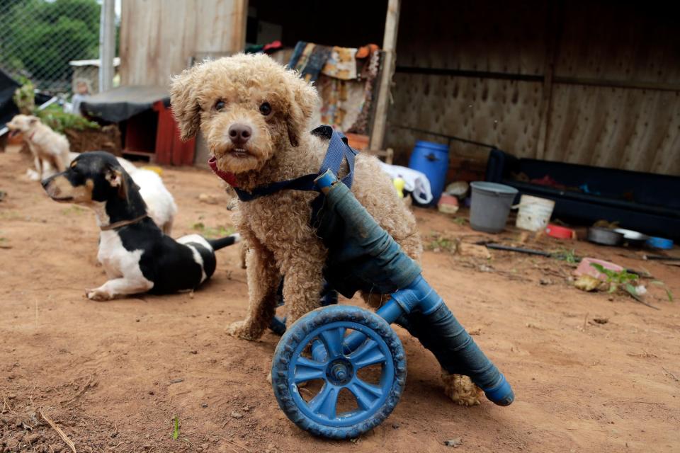 A rescued disabled dog is equipped with a wheelchair, at the shelter Rescaes, the Spanish acronym for Rescued With Special Needs, in Itapuami, Paraguay, on Oct. 17, 2018. (AP Photo/Jorge Saenz)