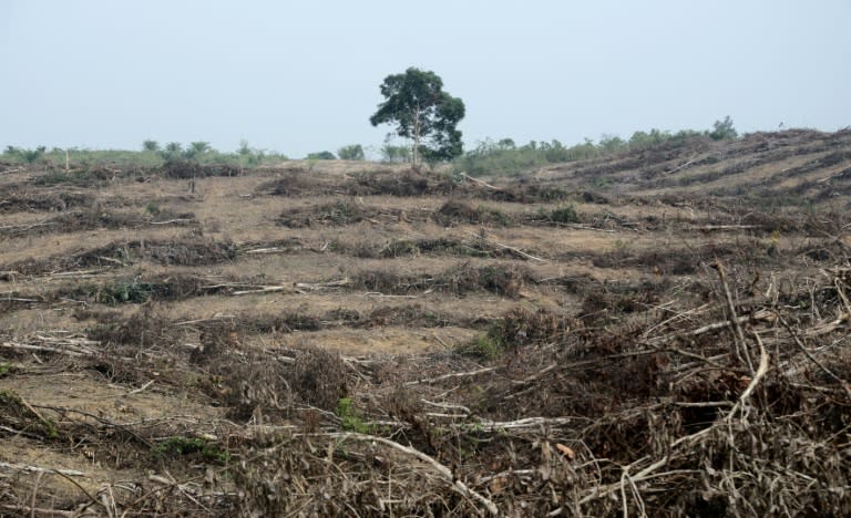 A forest that was cleared to plant oil palm trees in Jambi, south Sumatra