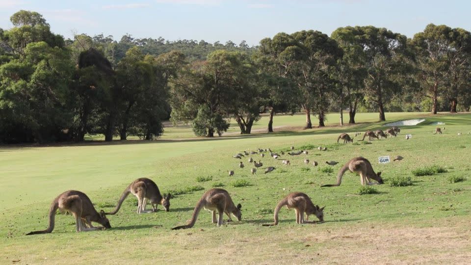 Kangaroos graze beside the fairway. - Anglesea Golf Club