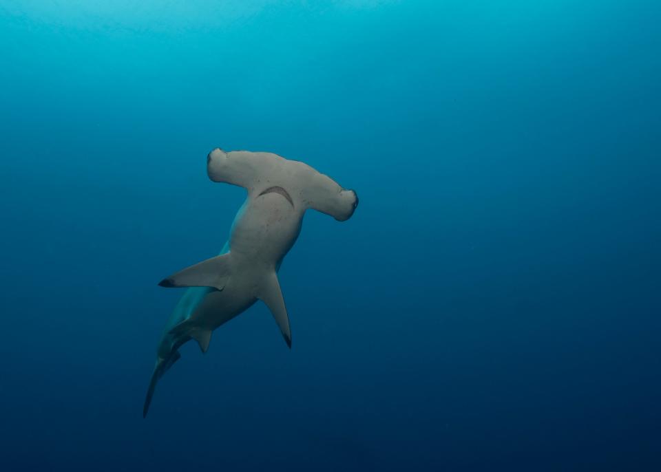 Researchers are alarmed about the decline in shark populations.