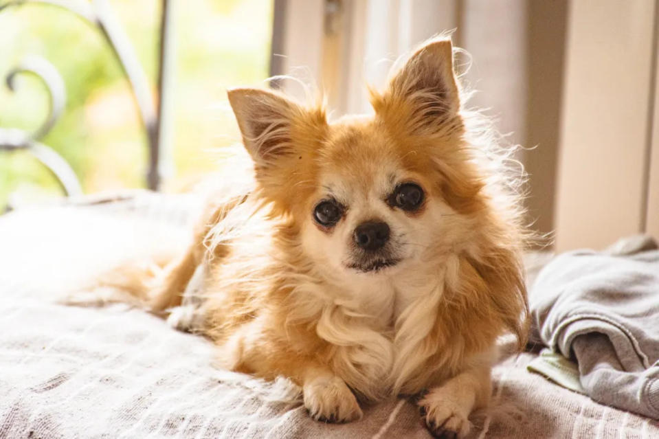 Chihuahua dog at home.