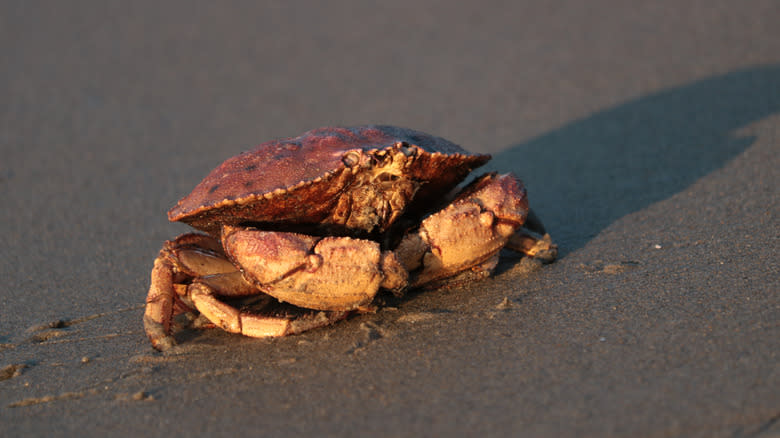 Peekytoe crab on beach sand