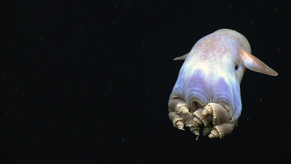 Photo credit: NOAA Ocean Explorer