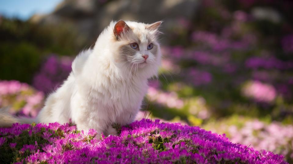 A white ragdoll cat sits in a bed of pink flowers