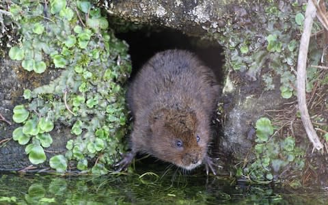 Water voles build burrows in the soft banks of rivers but American mink can chase the creatures underwater - Credit: Margaret Holland