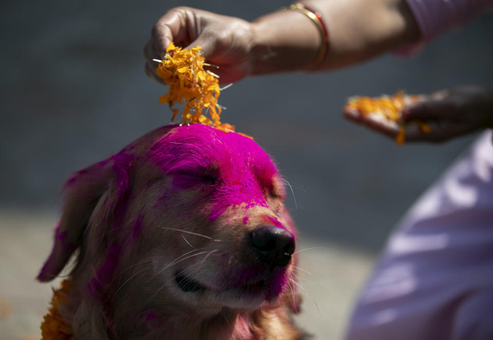 A Nepalese woman puts marigold petals on a police dog during Tihar festival celebrations at a kennel division in Kathmandu, Nepal, Wednesday, Nov. 3, 2021. Millions of people across Asia are celebrating the Hindu festival of Diwali, which symbolizes new beginnings and the triumph of good over evil and light over darkness. The festival is marked as Tihar, also known as Deepawali, in neighboring Nepal. There, the five-day celebrations began Tuesday and people thronged markets and shopped for marigold flowers, which hold huge cultural significance during the festival. On Wednesday, devotees celebrated dogs that are regarded as the guardian of the Hindu death god Yama. (AP Photo/Niranjan Shrestha)