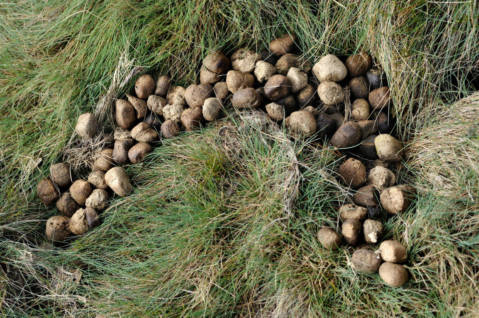 While some think this is so their feces don't roll away when they claim their territory, others argue that it's related to the dry climates they live in.