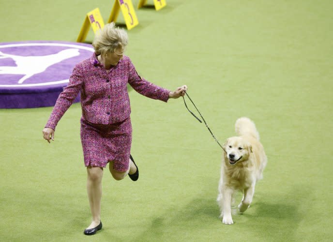 Canines compete in Westminster Dog Show 2024