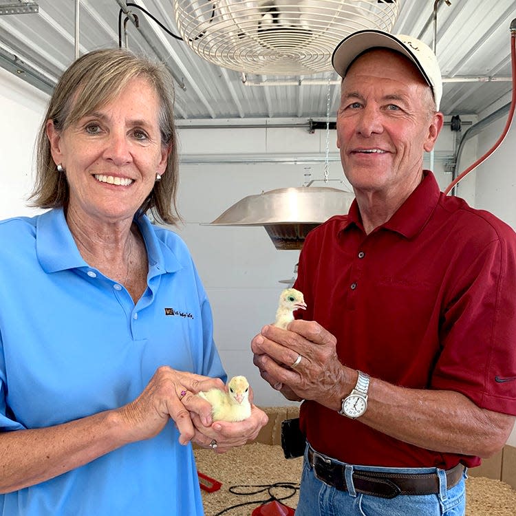 Susie and Ron Kardel of Walcott, Iowa raised two turkeys that will visit the White House for the National Thanksgiving Turkey Presentation. The turkeys will then go on to live at Iowa State University in Ames.
