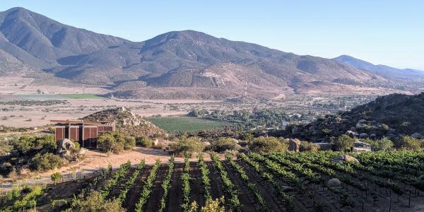 Reconocen en Francia calidad de Vinos de Baja California 