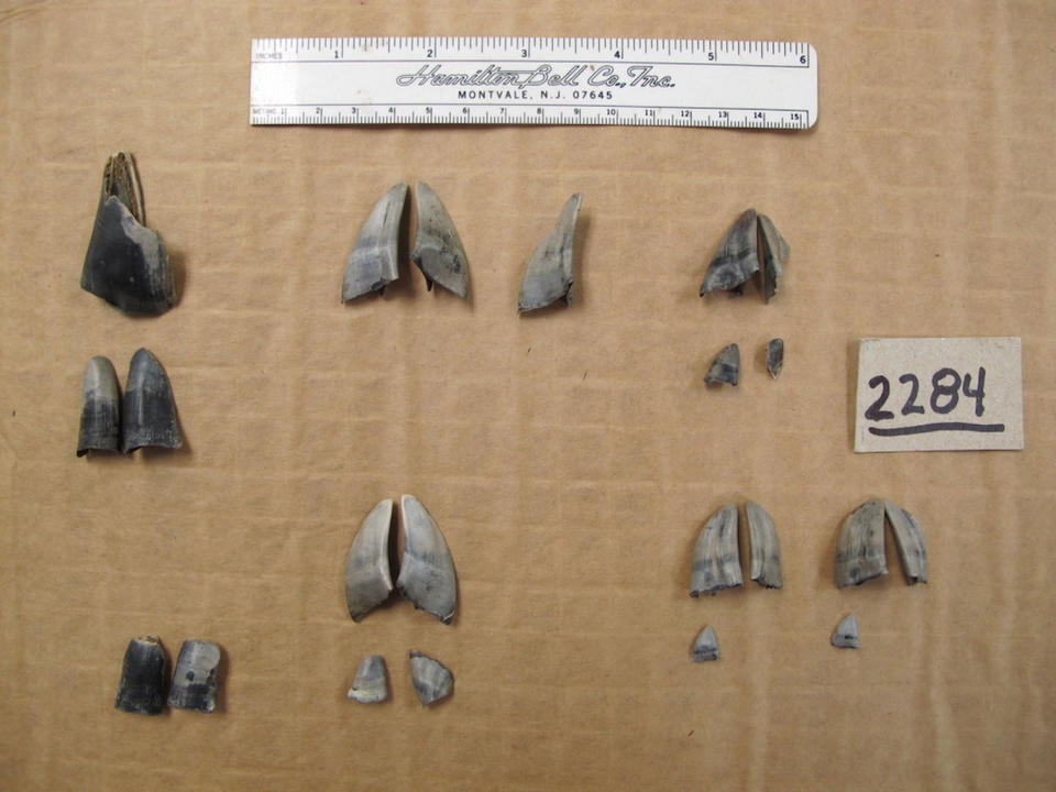 After sifting through the snake poop, the researchers found 12 white-tailed deer hooves and 10 dewclaws — the upper part of the deer's toes. The hooves are organized by individual, with the adult on the left side, the large fawn in the middle and the small fawn on the right. <cite>Bob Richards/Moon Express</cite>
