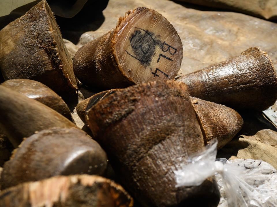 Rhino horns were seen in the back of a truck after being weighed and measured on John Hume’s ranch in 2017.