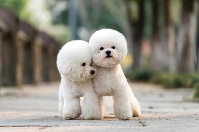 how long does a poodles heat last