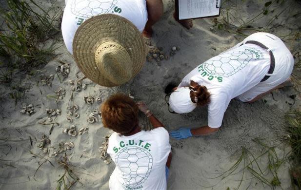 Protecting turtle hatchlings