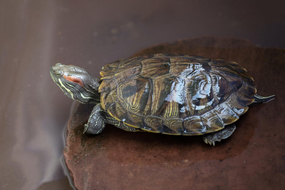 Close up the Red-eared slider turtle is pet and stay on the water