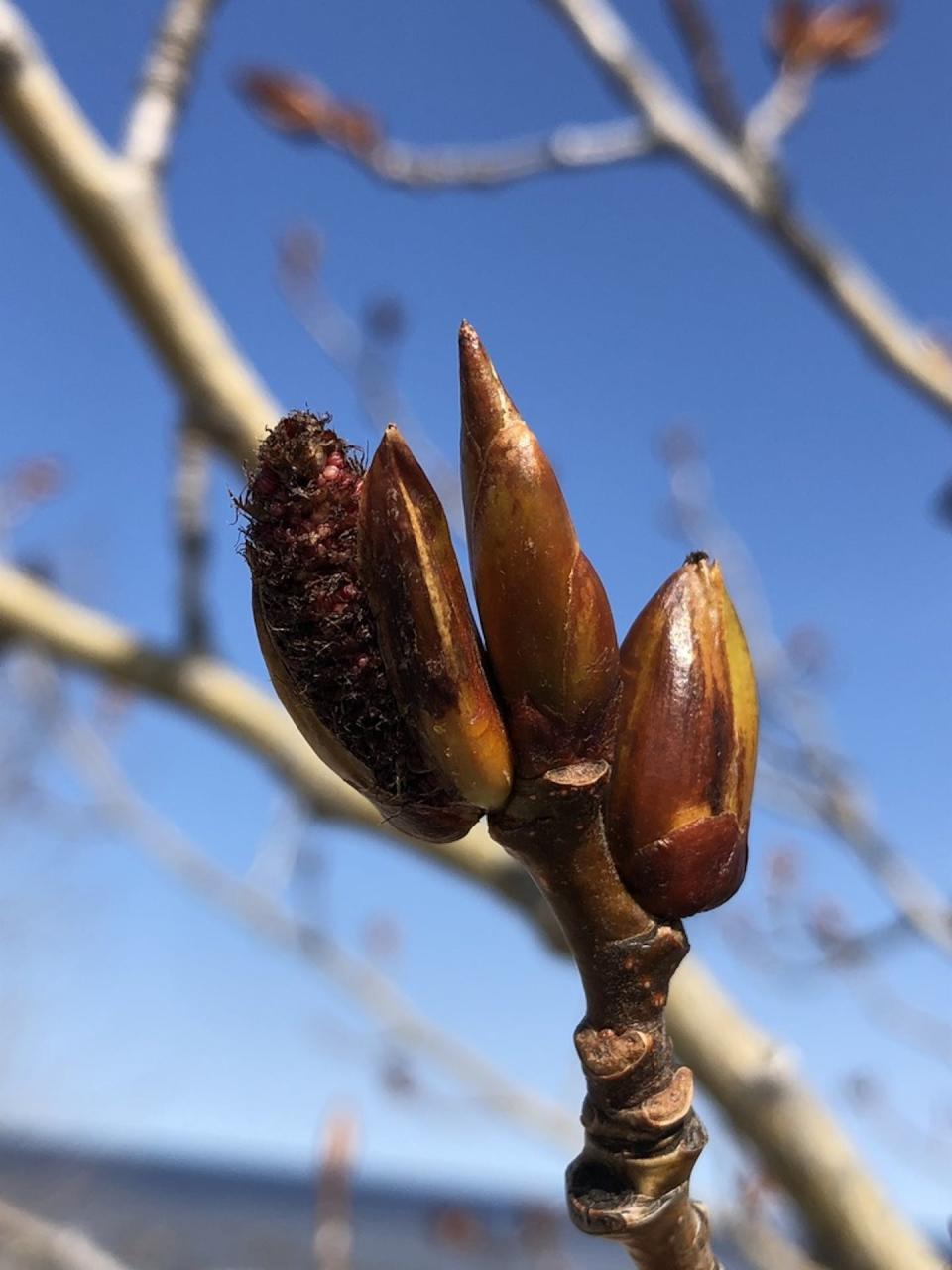 Les bourgeons de peuplier baumier sont utilisés pour lutter contre les problèmes inflammatoires et les infections. (Jacques Ibarzabal), Fourni par l’auteure