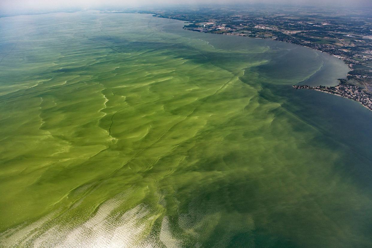 According to the Michigan Department of Natural Resources, residents living near or visiting bodies of water should be aware of the potential for harmful algal blooms.