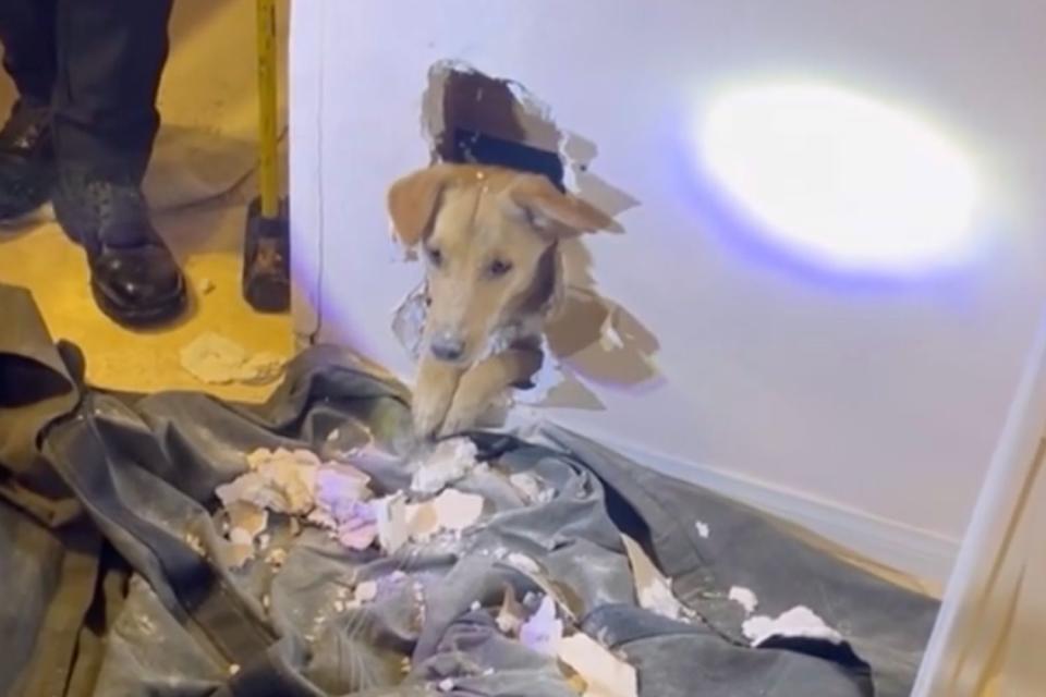 <p>Orange County Fire Authority/facebook</p> Faye the dog emerging from the wall during her rescue in Garden Grove, California