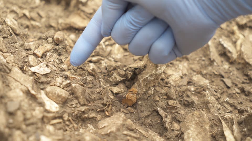 Archaeologists discovered the remains of a Neanderthal man, nicknamed Thorin, in Mandrin Cave in 2015. - Courtesy of Ludovic Slimak