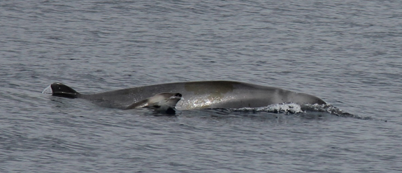 BABY WHALE!